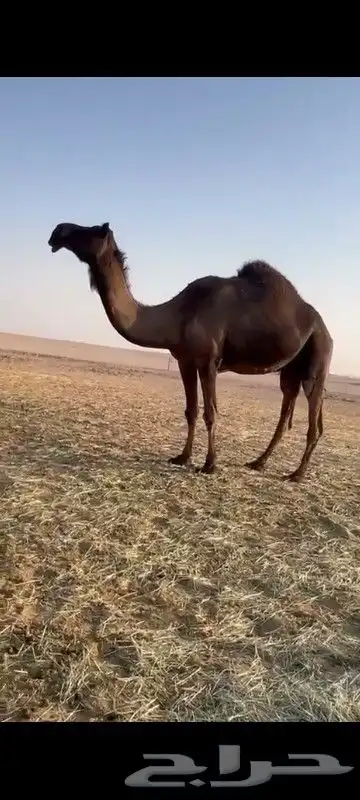 ابل جمله عدد 20 1