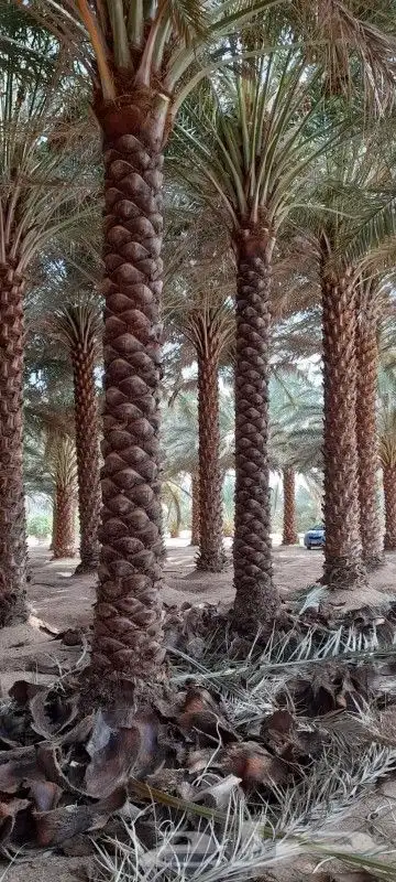 البيع نخل بلدي و شنطني شجار زيتنون index