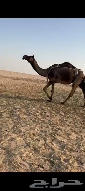 ابل جمله عدد 20 4