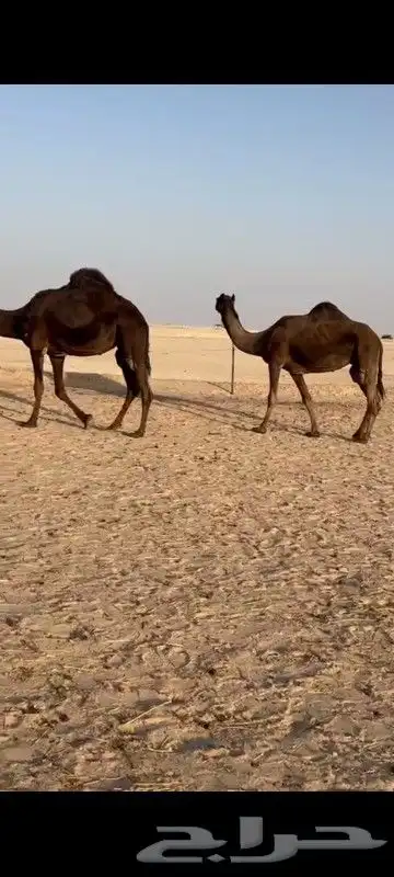 ابل جمله عدد 20 3