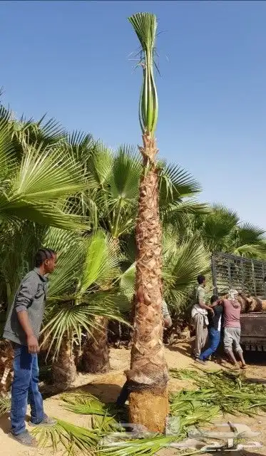 نخل واشنطني امريكي زينه للبيع 5