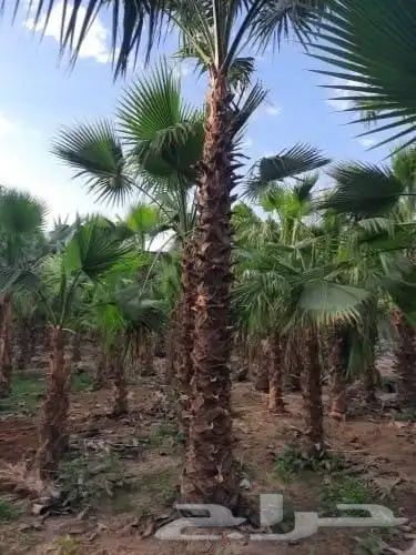 نخل واشنطن أمريكي نخيل مثمر خلاص صقعي هلالي سكري برحي شيشي 2