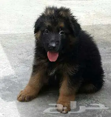 بومرينيم وميني توي بودل ويوركي وجيرمن 2