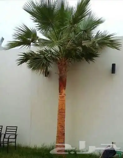 النخل واشنطونياء زينه للبيع 9