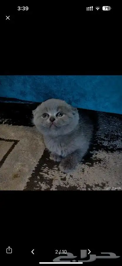 للبيع 4 اناث واحد ذكر كيتن سكوتش فولد وراغدول 5