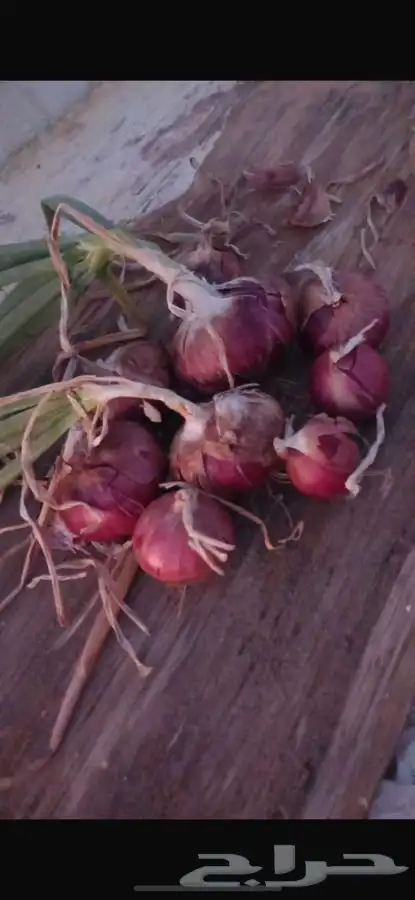 بصل احمر للبيع الموقع مزارع ساجر 0