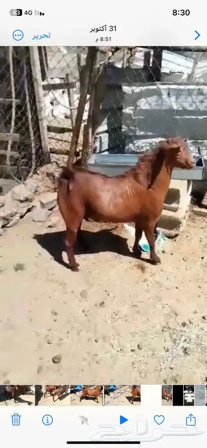 تيوس حص مشاريع فحول (تيس فحل ) 2