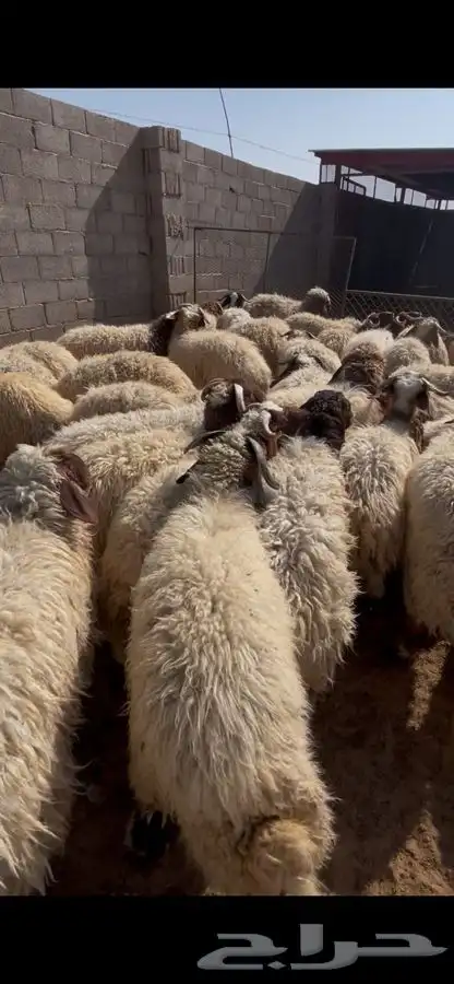 غنم نعيم 36 راس 0