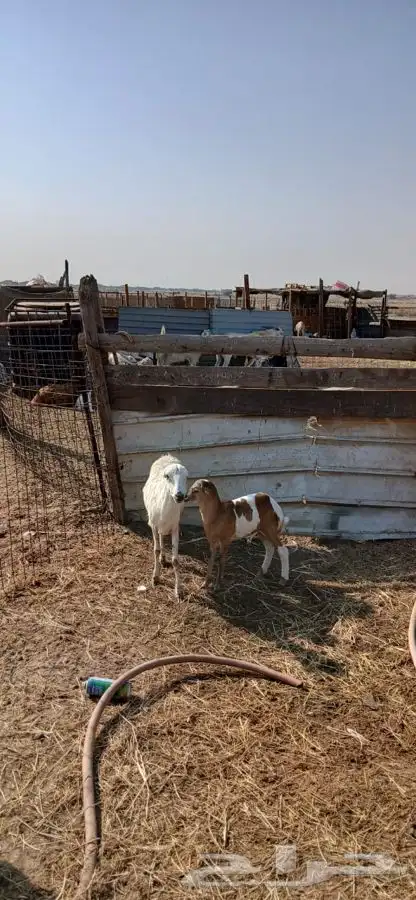 رخله رفيديه يتبعها طلي ودبهاطلعت الثنيه من جهه 0