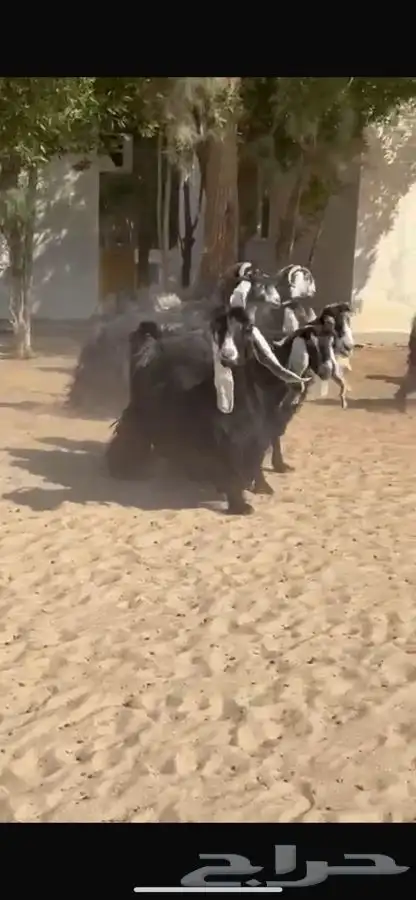 معزا عوارض فاخره 4