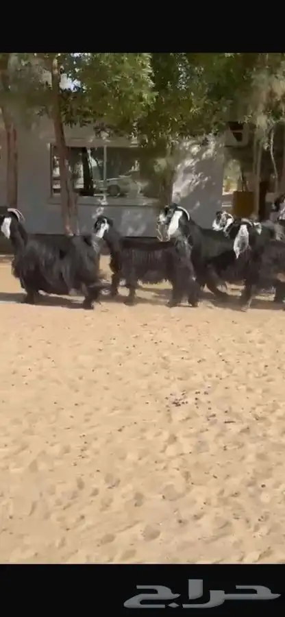 معزا عوارض فاخره 10