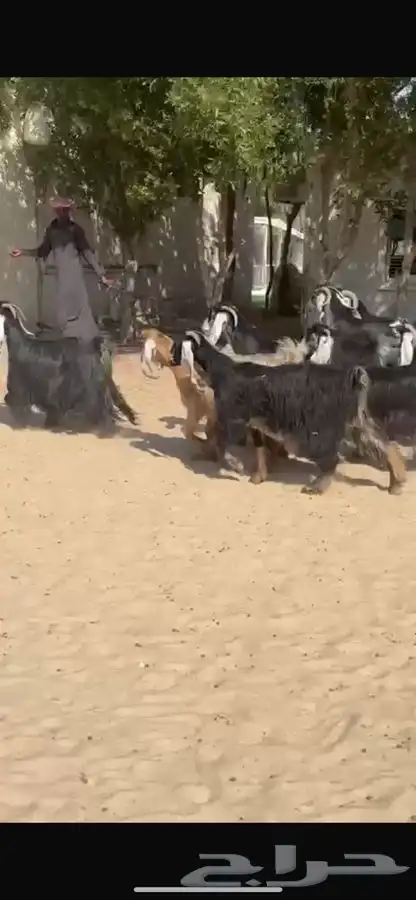 معزا عوارض فاخره 11