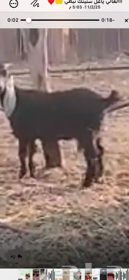 تيس عمره 7 شهور واخته عناق نفس العمر للبيع 1