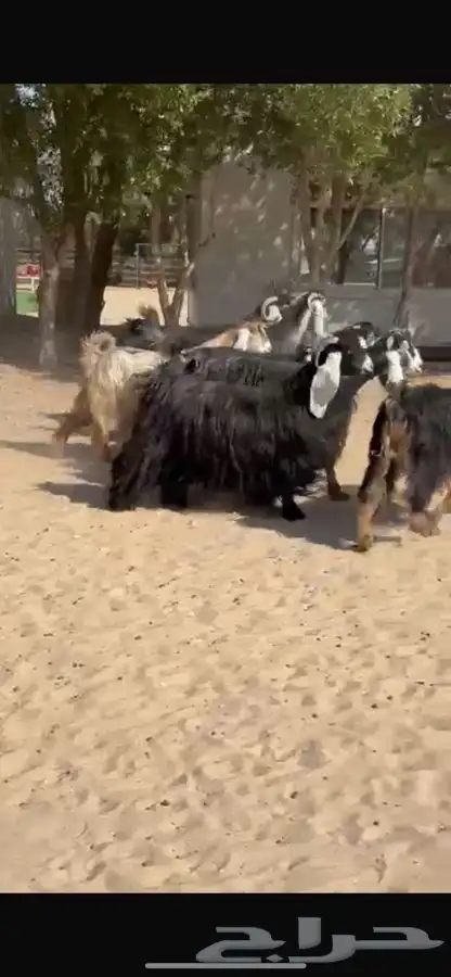 معزا عوارض فاخره 6