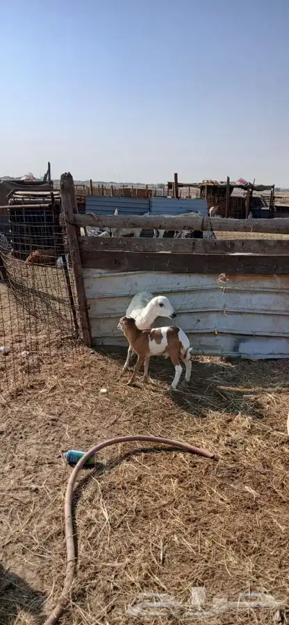 رخله رفيديه يتبعها طلي ودبهاطلعت الثنيه من جهه 3