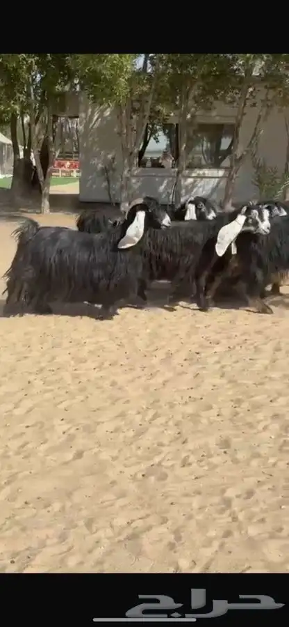 معزا عوارض فاخره 3