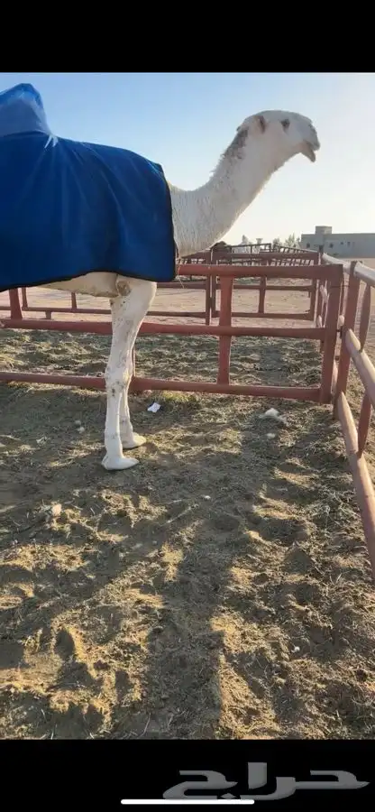 قعود اوضح كفىووو 1