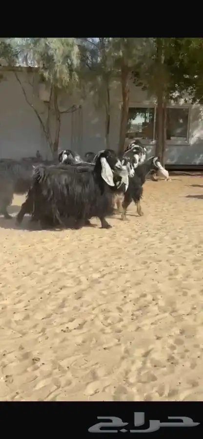 معزا عوارض فاخره 2