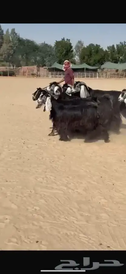 معزا عوارض فاخره 8