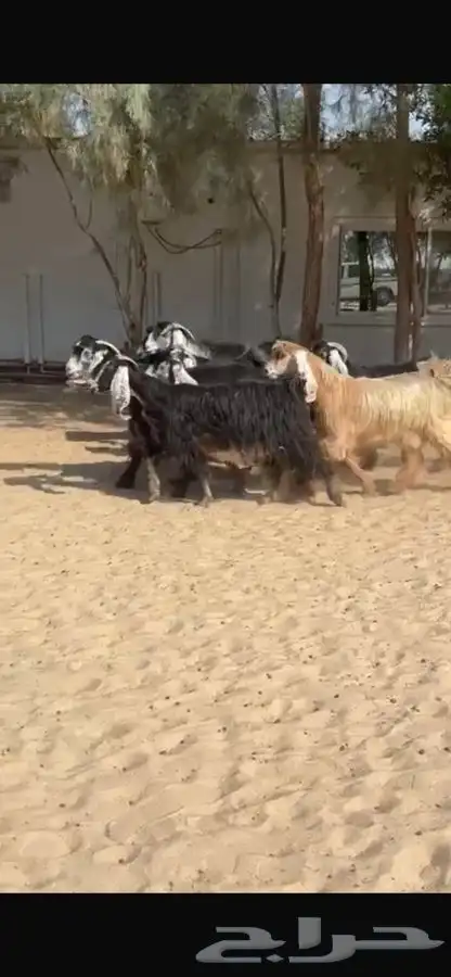 معزا عوارض فاخره 0