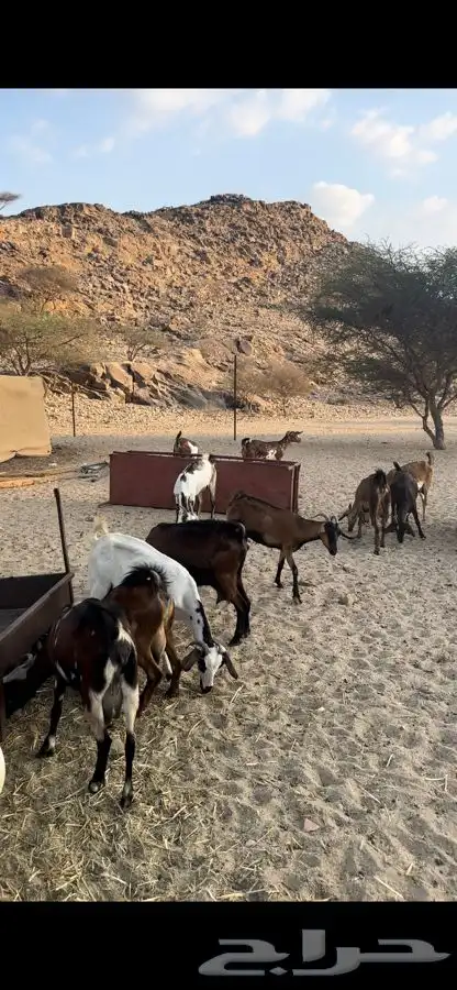 ماعز للبيع العدد 50يتبعها 20والباقية دفيع اكثرها على وشك 3
