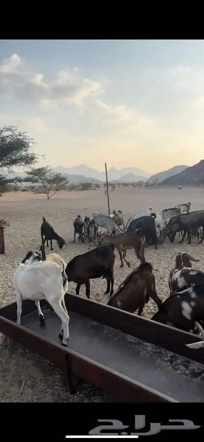 ماعز للبيع العدد 50يتبعها 20والباقية دفيع اكثرها على وشك 2