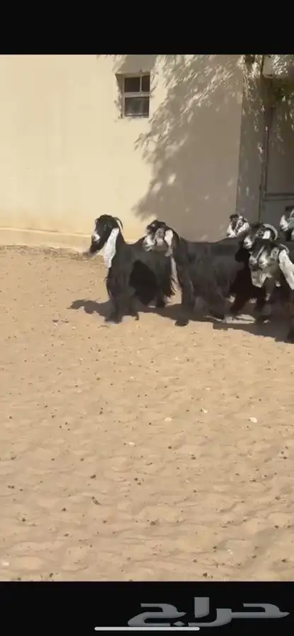 معزا عوارض فاخره 9