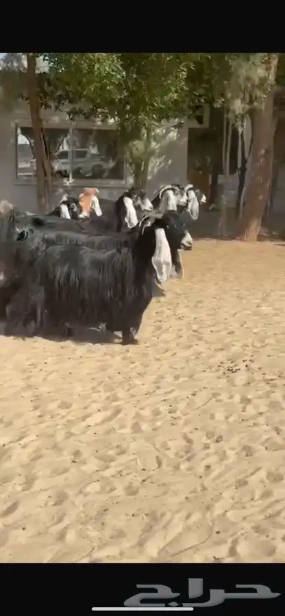 معزا عوارض فاخره 1