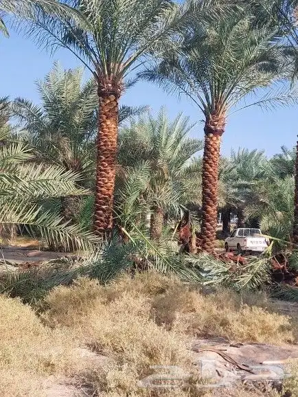 النخل البيع بجميع انواعه ولمقسات المختلفه خدمه متكامله رياض 0
