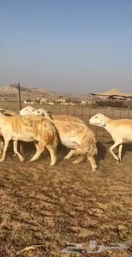 اعرض لكم يوم عرض مميز لمحبيين الحريات الحرش جنب دفيع 16 2