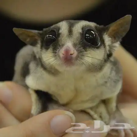 أريد suga glider ( سنجاب طائر ) للتبني 2