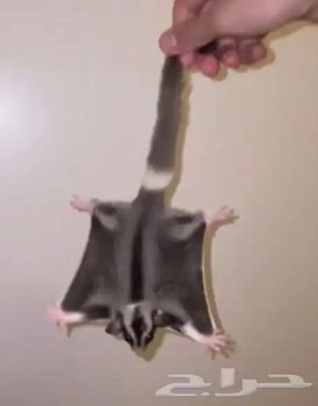 سنجاب طائر او شوقر قلايدر 2