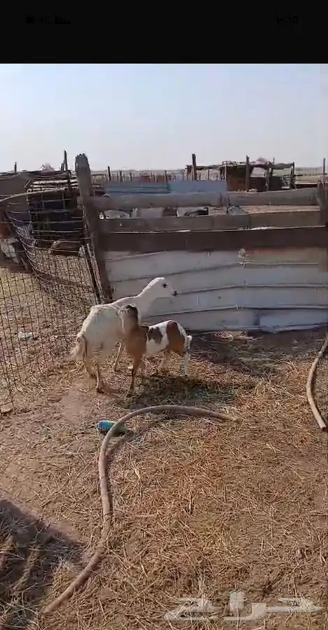 رخله رفيديه يتبعها طلي ودبهاطلعت الثنيه من جهه 5