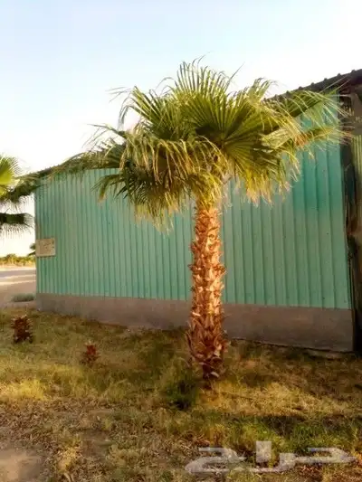 نخل واشنطني نخل اخلاص سكري صقعي هلالي غر نبوت سلج index