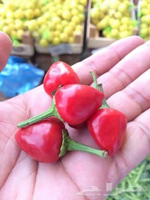 شتلات فلفل كرزي وفلفل رومي وطماطم شوكة وفلفل حار 1