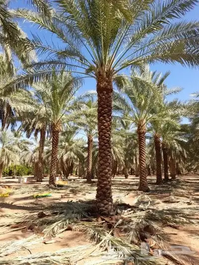 البيع نخل بلدي و شنطني شجار زيتنون index