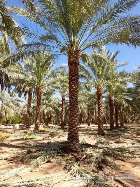 البيع نخل بلدي و شنطني شجار زيتنون 2