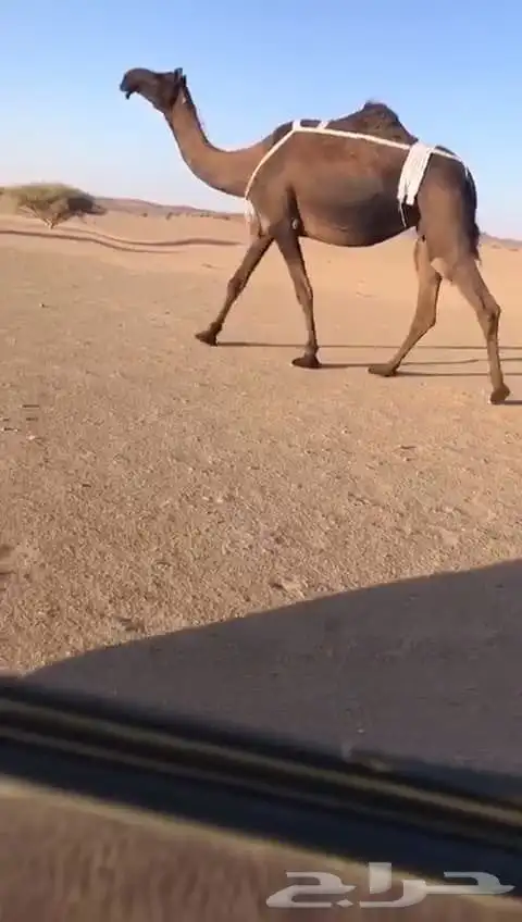 لقحة كفو وعجم كفو. مجاهيم 0