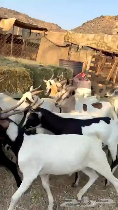 تيوس مرابي فل شحم من 650 فقط يبلاش 3