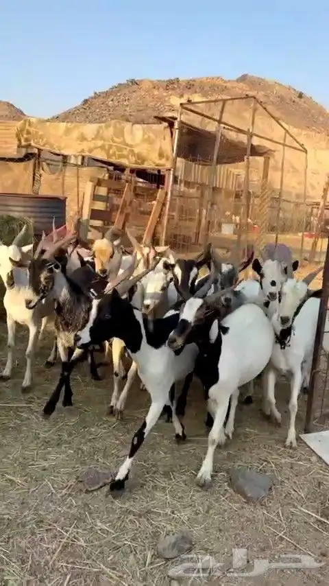 تيوس مرابي فل شحم من 650 فقط يبلاش 1