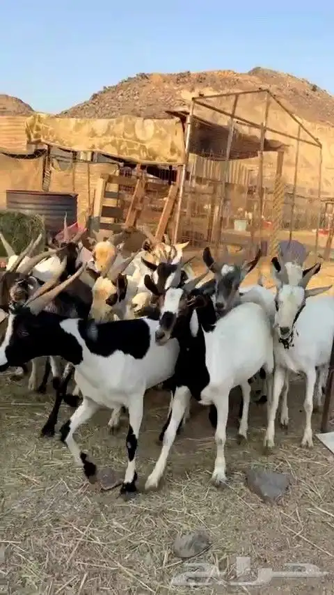 تيوس مرابي فل شحم من 650 فقط يبلاش 0