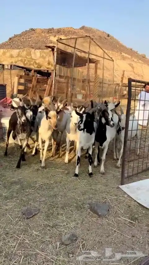 تيوس مرابي فل شحم من 650 فقط يبلاش 2