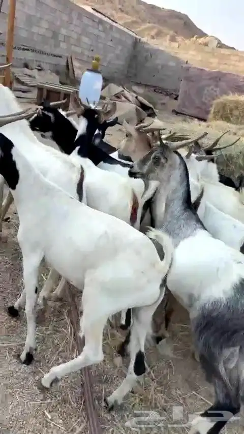 تيوس مرابي فل شحم من 650 فقط يبلاش 4