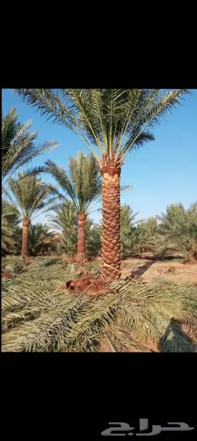 نخل للبيع جميع الأنواع متوفره وجميع المقاسات وباسعار مناسبه index