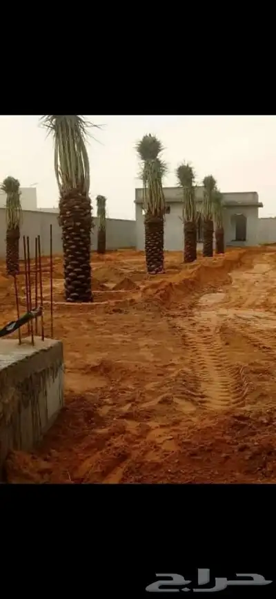 نخل للبيع جميع الأنواع متوفره وجميع المقاسات وباسعار مناسبه index