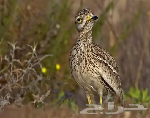 مطلوب كروان سمق 0