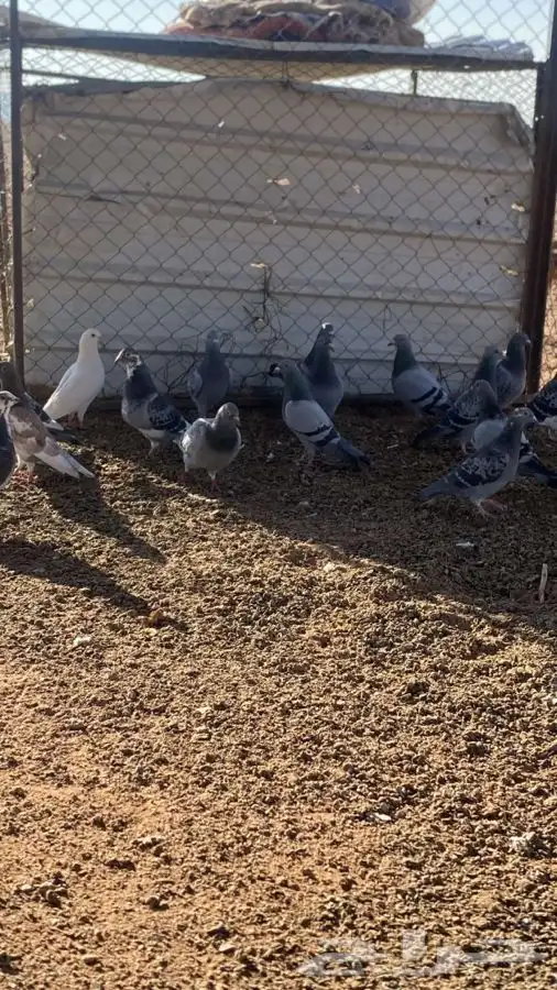 بيع حمام زاجل 30 جوز 1