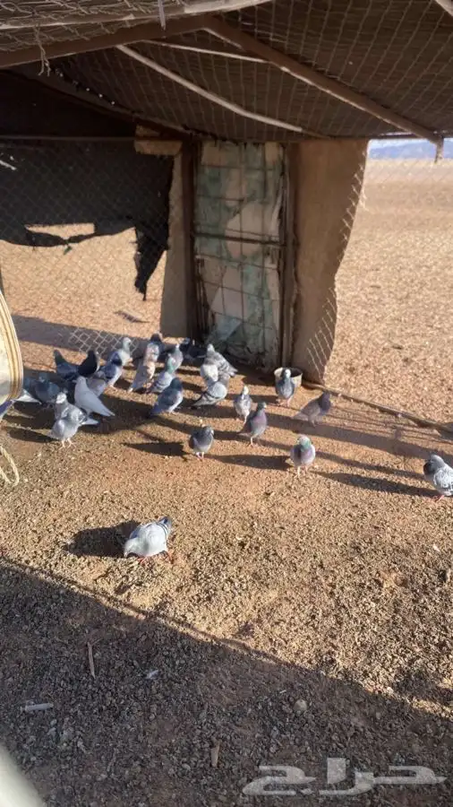 بيع حمام زاجل 30 جوز 0