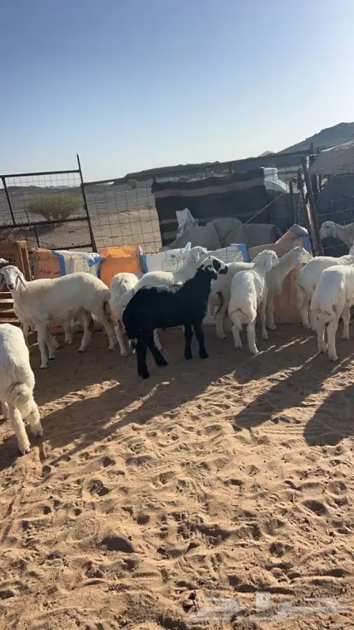 ذبايح زوجات ومناسبات 2