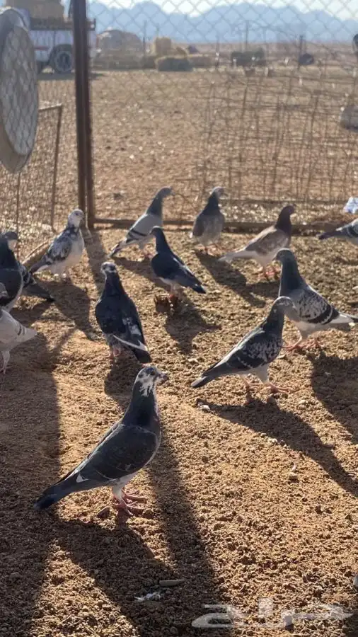 بيع حمام زاجل 30 جوز 2